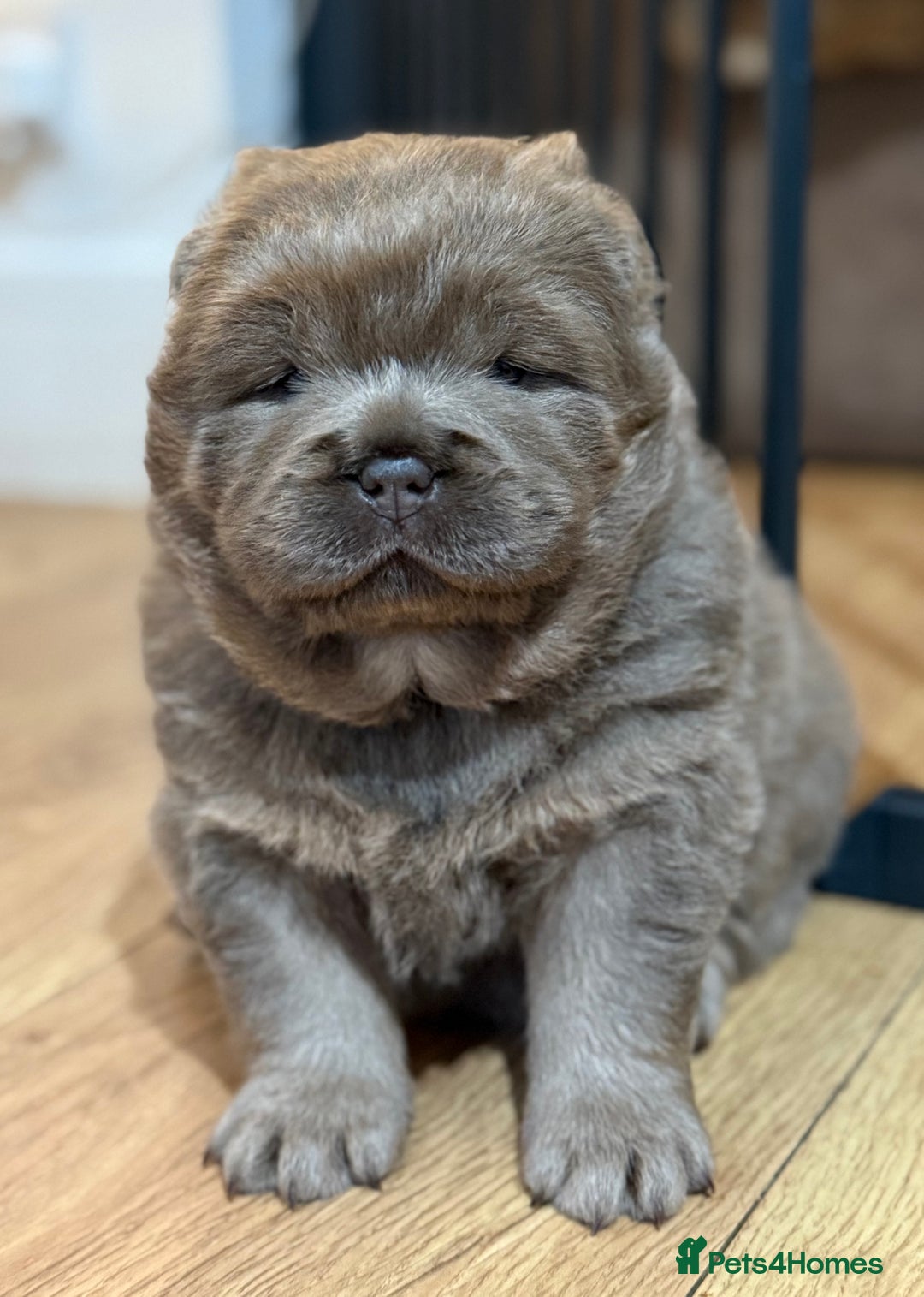Chow Chow dogs for sale: Beautiful chow litter KC registered 🧬💜🍫 - Advert 10