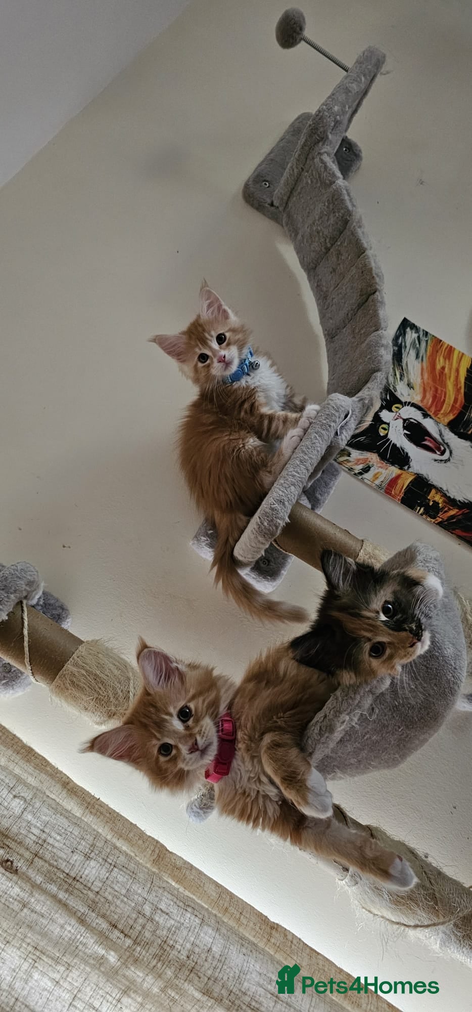 Maine Coon cats Stunning TICA registered Maine Coons - Advert 2