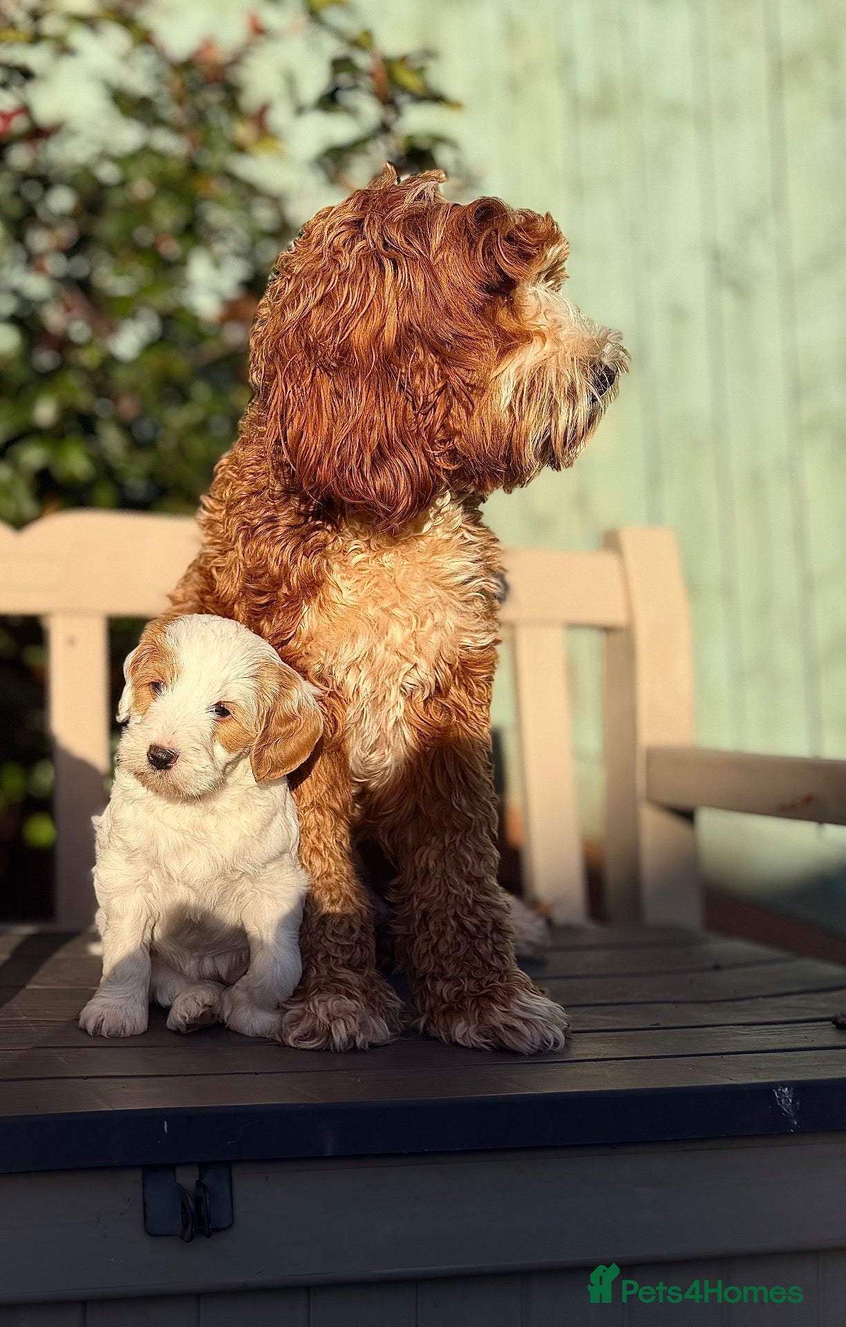 Australian Labradoodle dogs Exceptional Australian Labradoodles One Available - Advert 1
