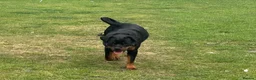 Rottweiler dogs for sale: Rottweiler kc reg - Advert 3