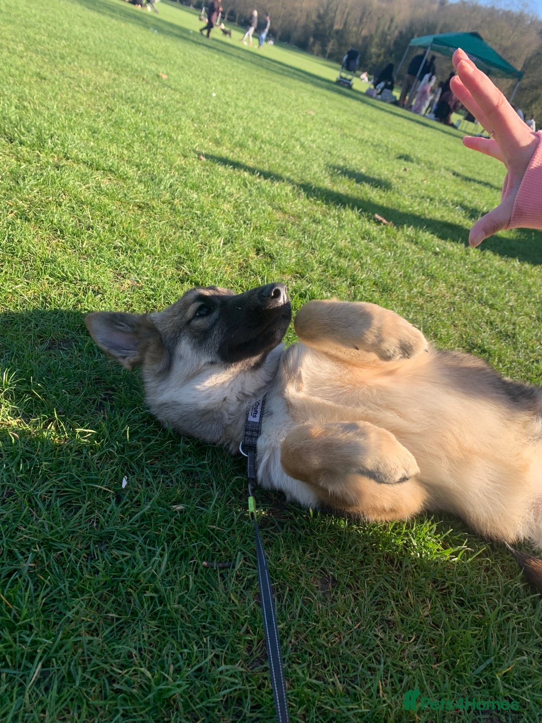 Mixed Breed dogs for sale: Alaskan shepherd  - Advert 7