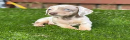 Miniature Dachshund dogs for sale: ❤️Adorable Isabella Miniature Dachshund Puppies 🐶 - Advert 21