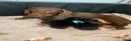 Miniature Dachshund dogs for sale: Beautiful Miniature Dachshund Puppy’s For Sale  - Advert 11