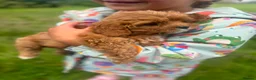 Cavapoo dogs for sale: Adorable Cavapoo Puppies Looking for Forever Homes in Rochdale - Advert 7