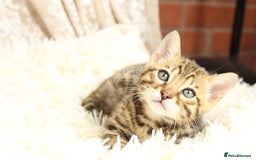 Bengal cats for sale: 🔥Absolute stunning little Talia ready to leave🔥 - Image 27
