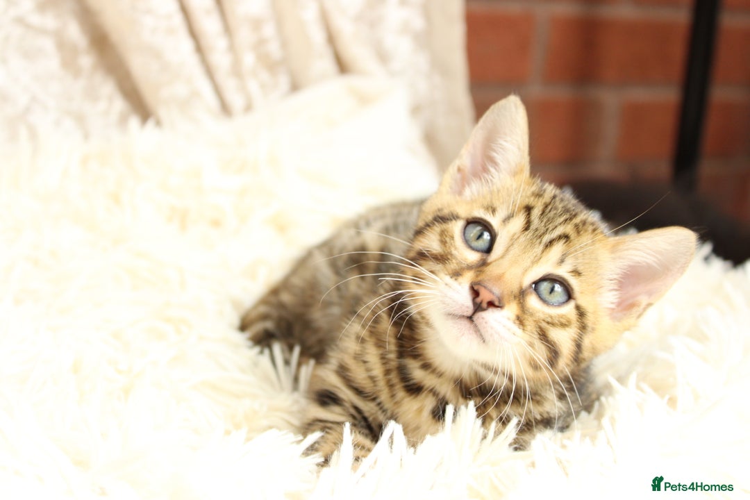 Bengal cats for sale: 🔥Absolute stunning little Talia ready to leave🔥 - Image 27