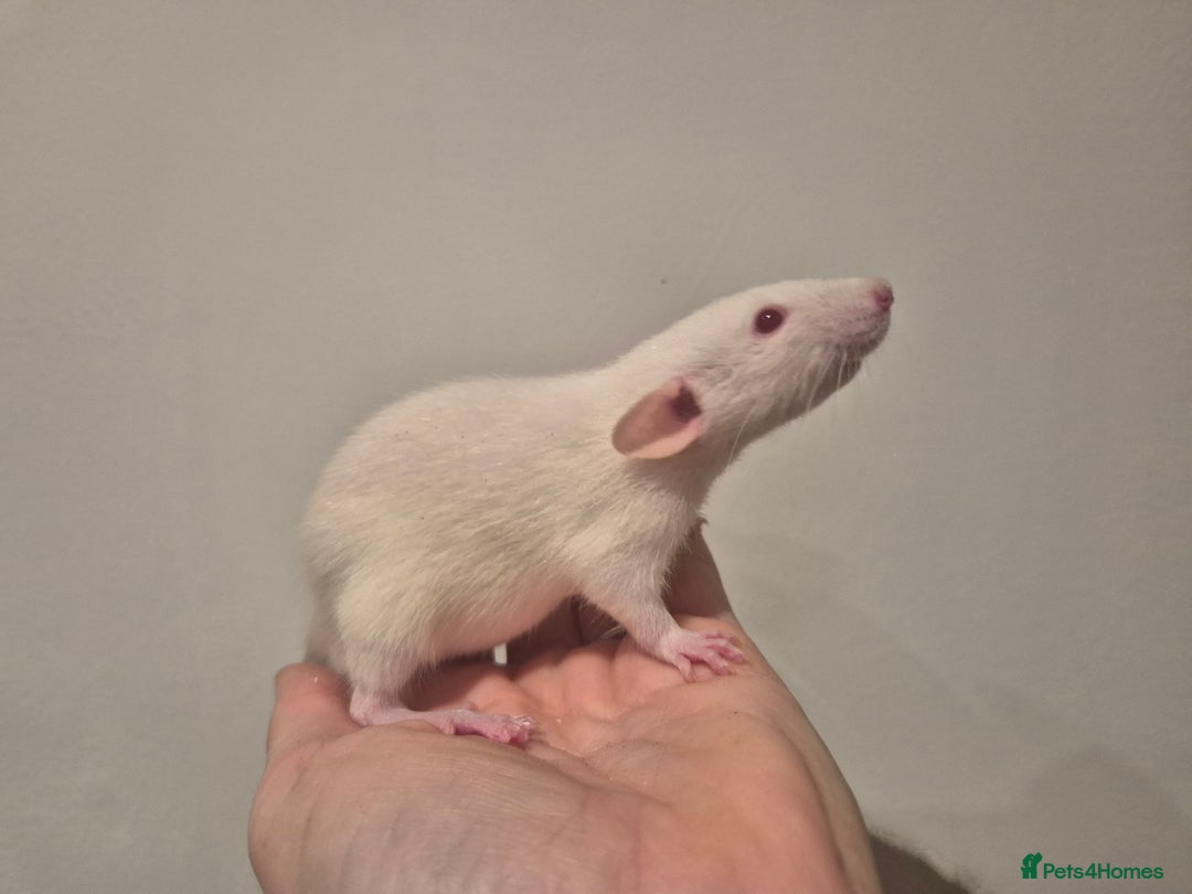 Rat rodents for sale: Various rat - Image 3