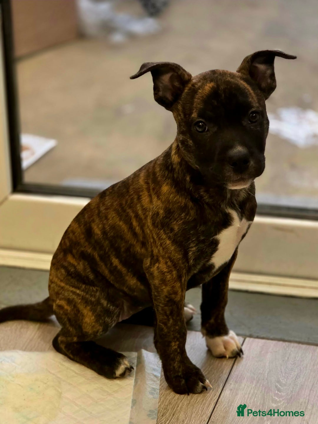 Mixed Breed dogs for sale: Staffordshire bull terrier  - Advert 3