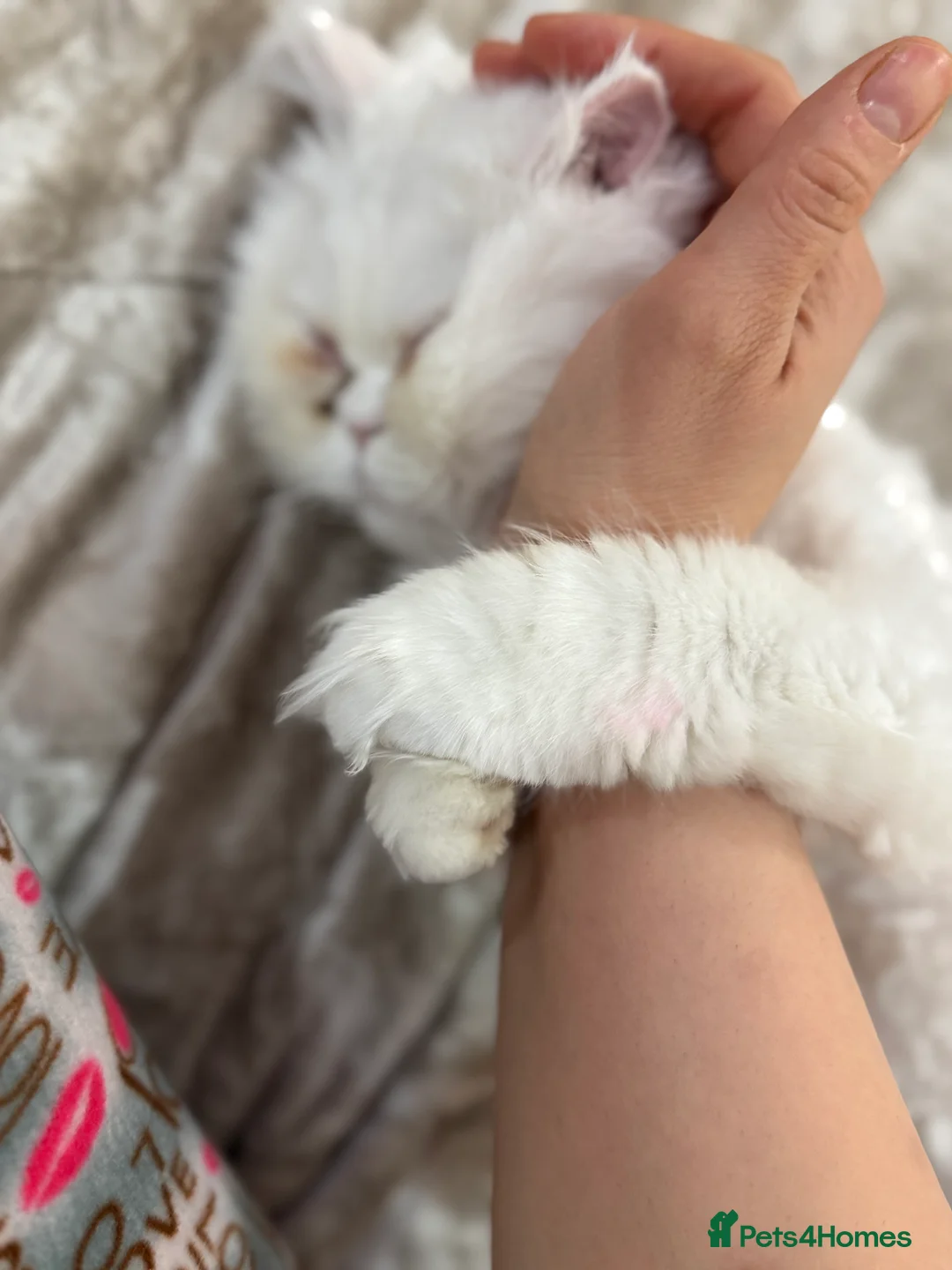 Persian cats for sale: 	Healthy playful kitten ready for loving home - Advert 11