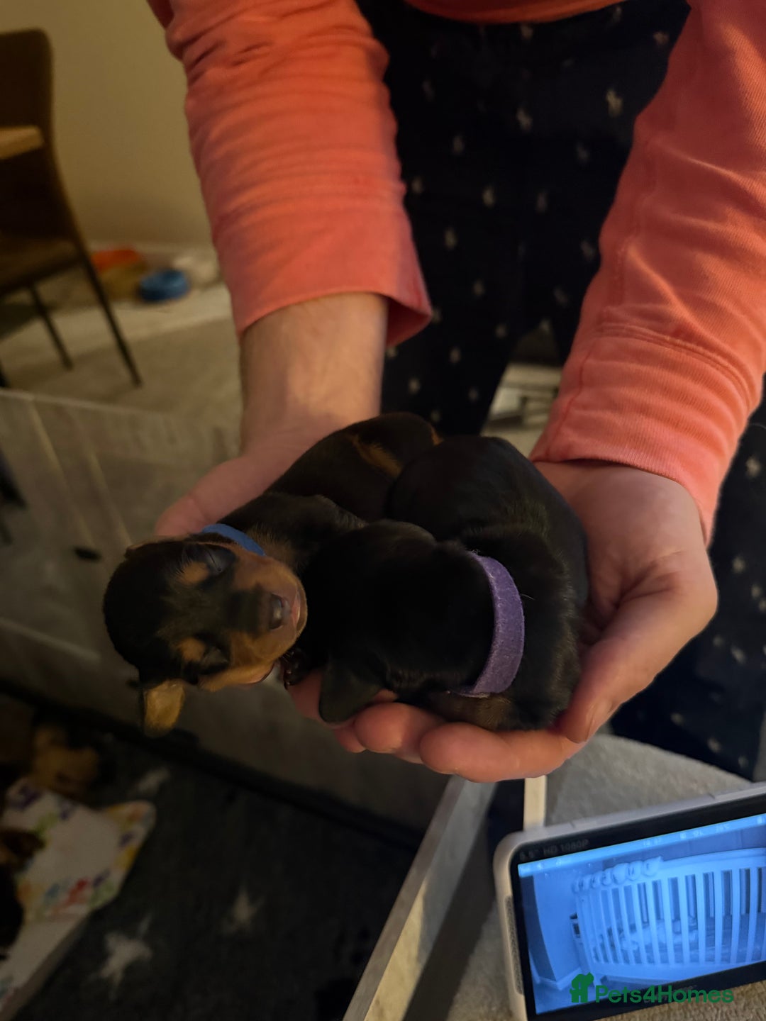 Miniature Dachshund dogs for sale: Black & Tan Miniature Dachshunds  - Image 3