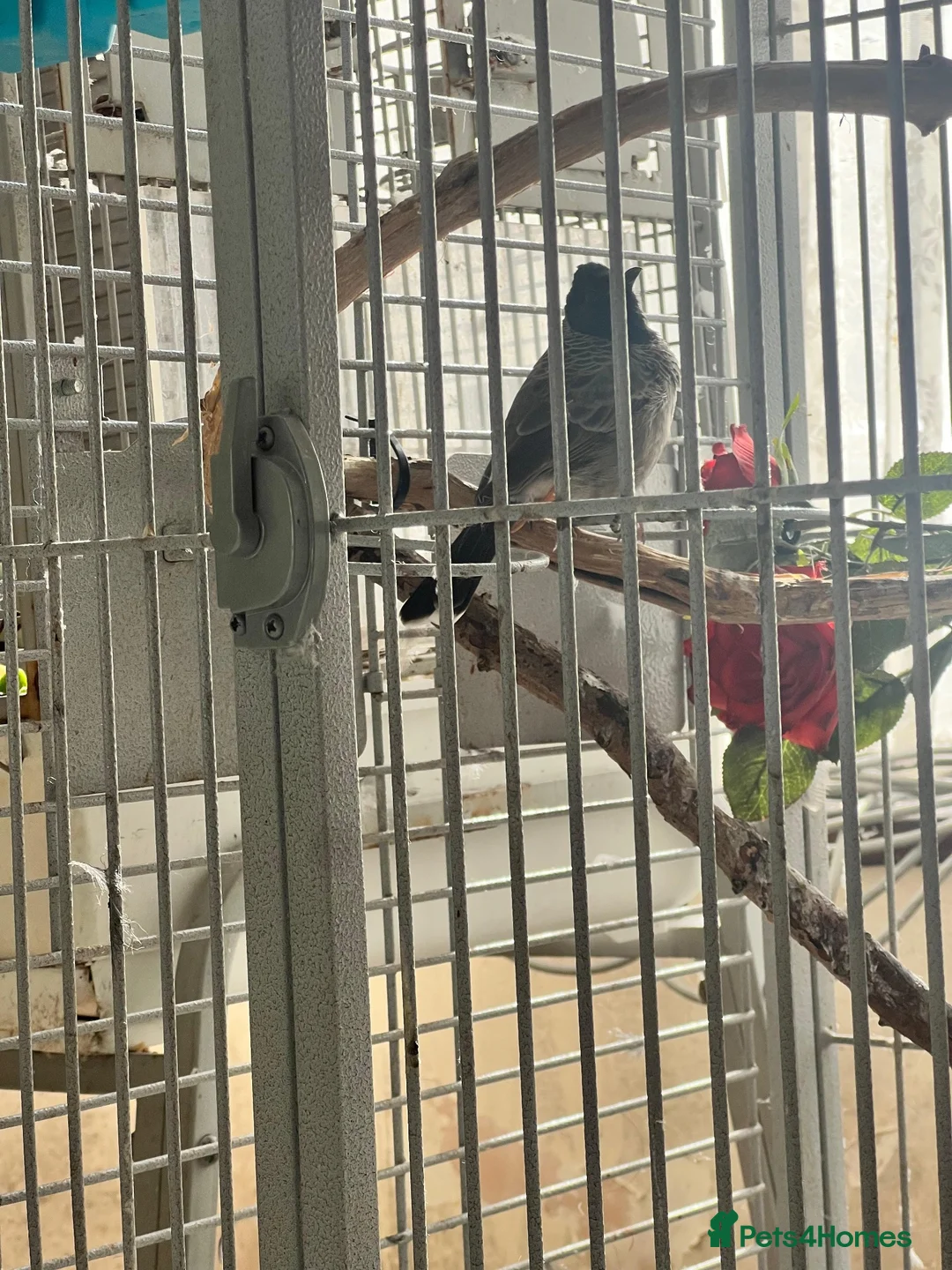 Parrots birds for sale: Red- vented bulbul - Advert 2
