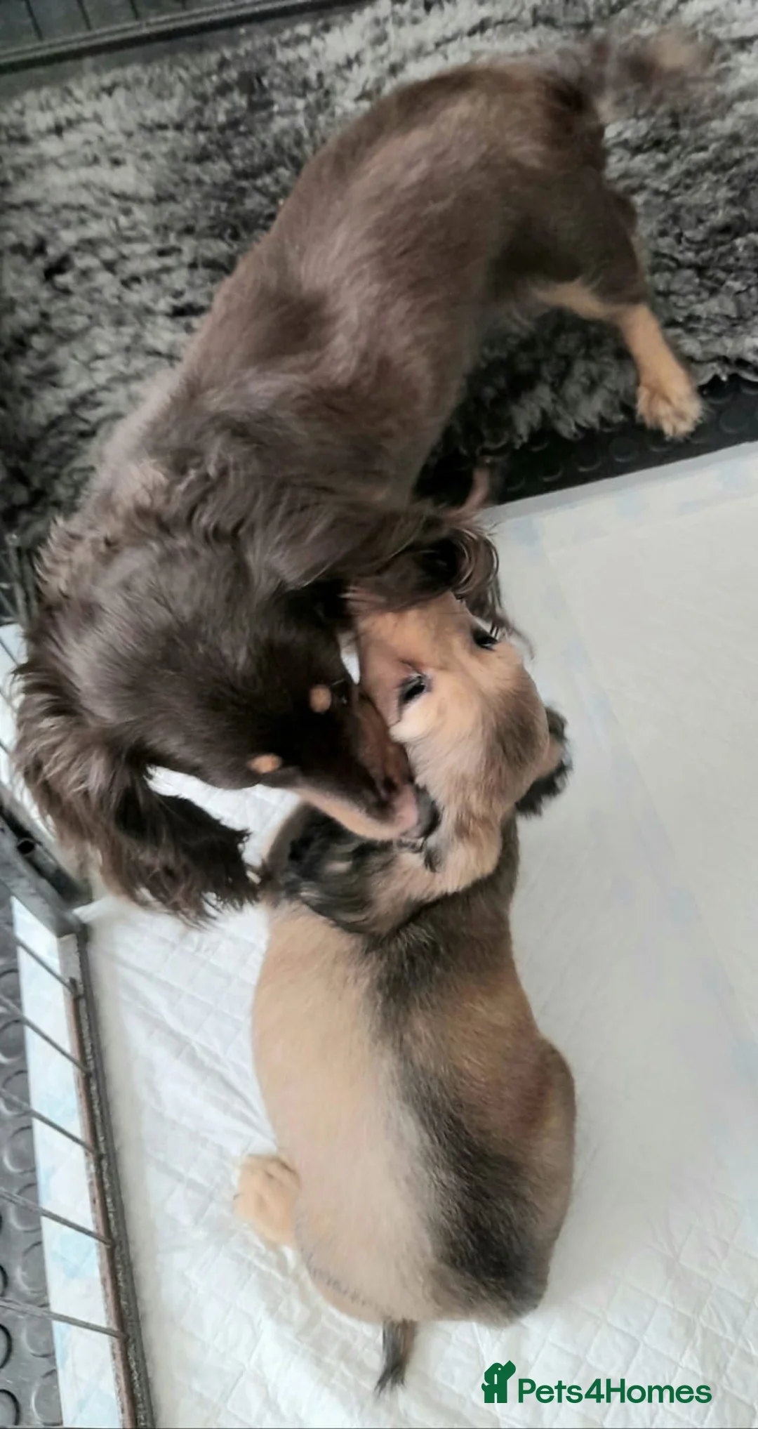 Miniature Dachshund dogs for sale: Long haired miniature dachshund - Advert 2