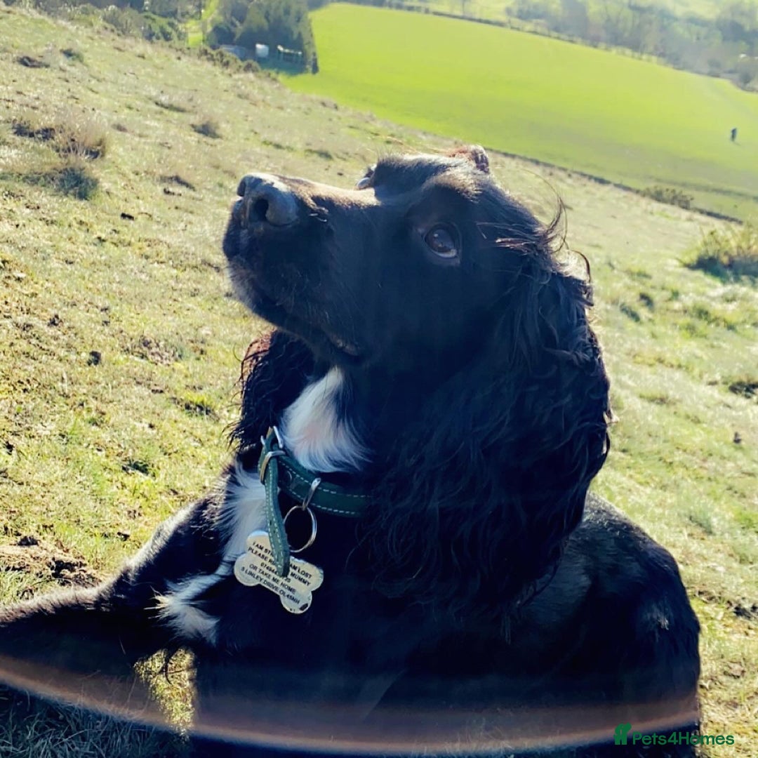 Cocker Spaniel dogs for stud: KC registered Cocker Spaniel Striker for stud - Image 8