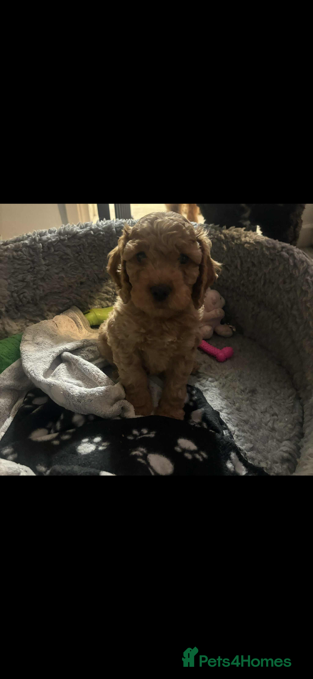 Cockapoo dogs for sale: F2 cockapoo pups  - Image 2