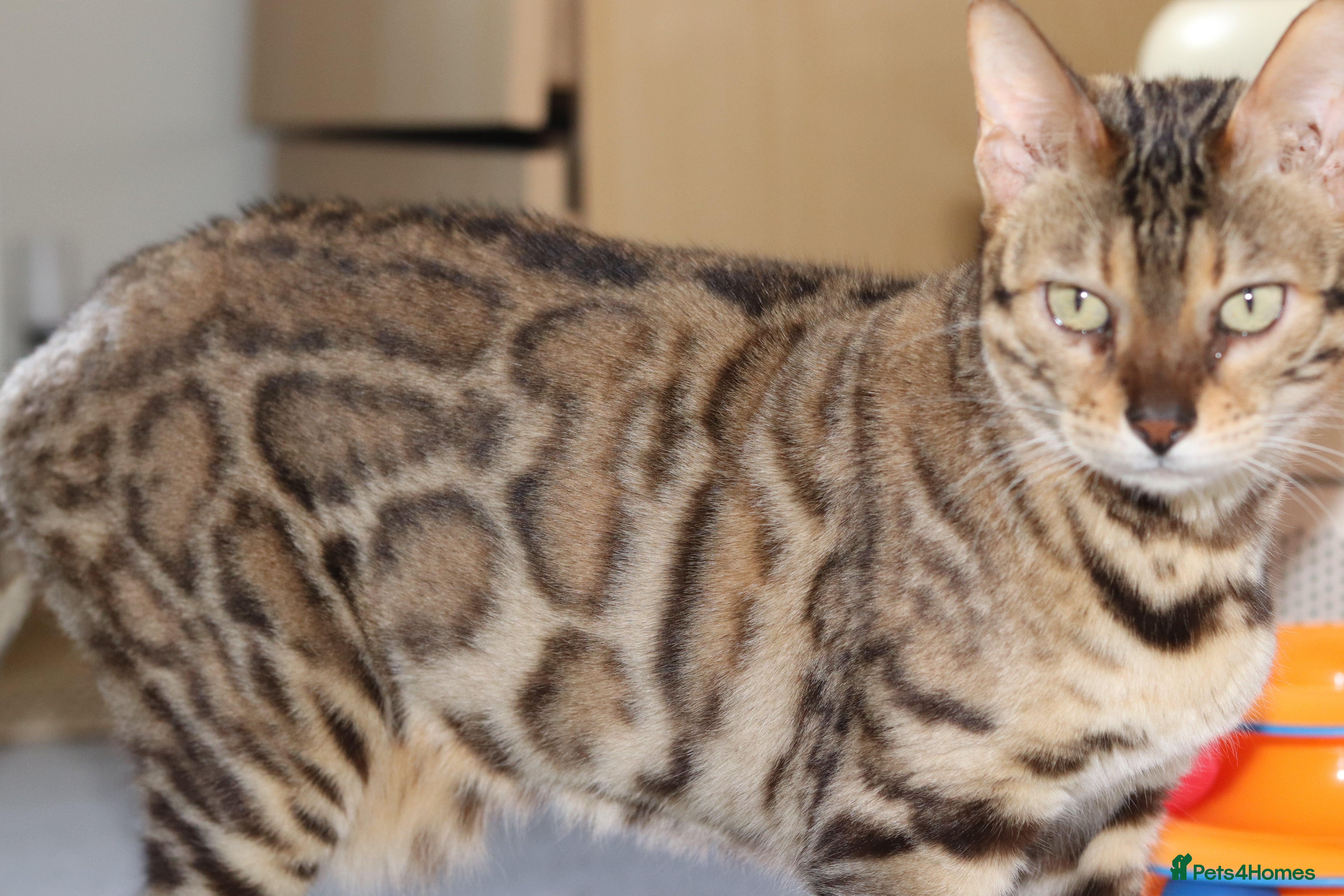 Bengal cats 🔥 URGENT SALE – PRICE REDUCED 🔥 - Advert 5
