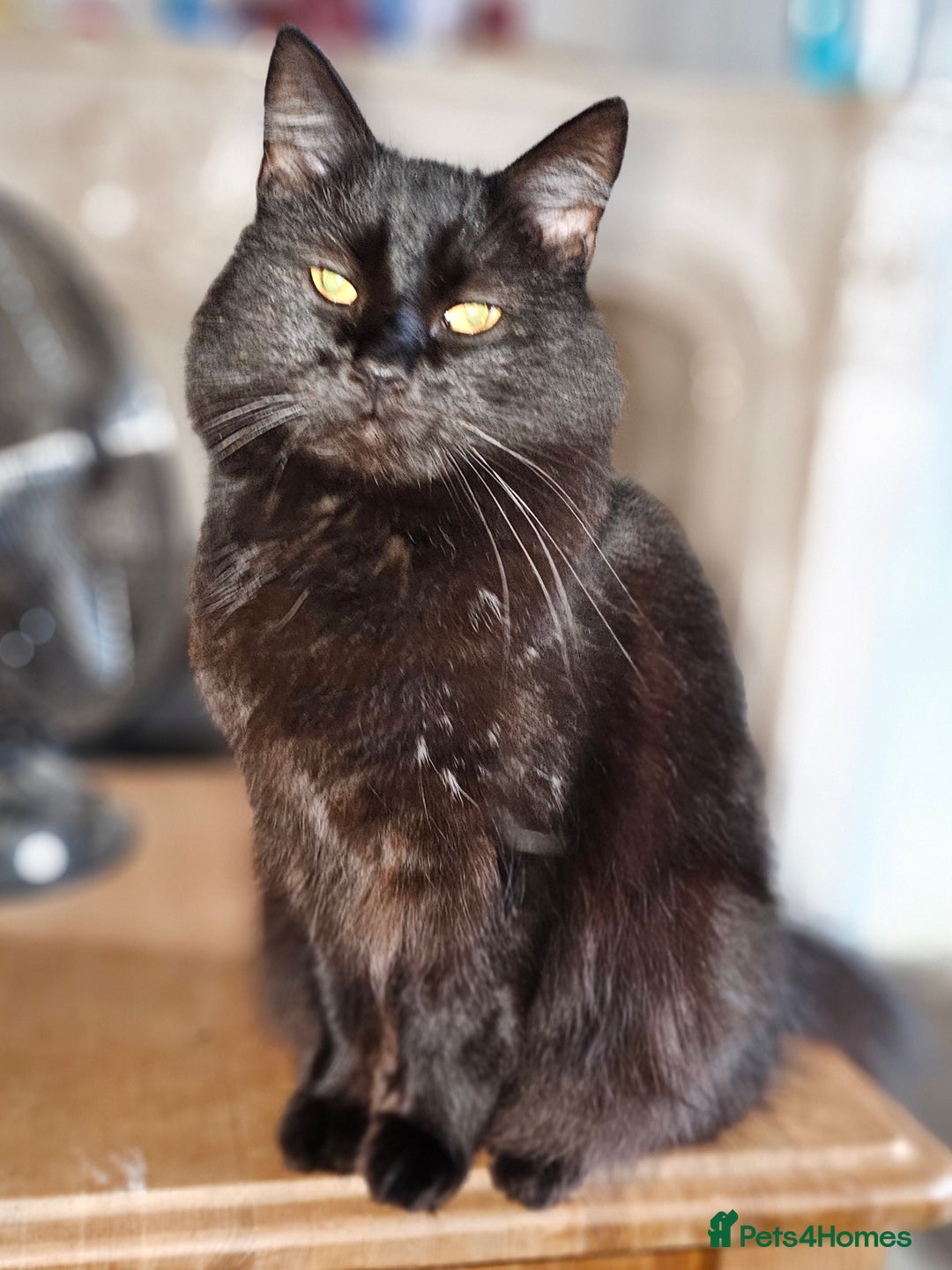 Norwegian Forest Cat cats for sale: Norwegian forests cats - Advert 5