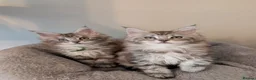 Maine Coon cats for sale: Ready soon. Tica Registered Maine coon Kittens  - Advert 10