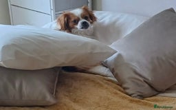 Mixed Breed dogs for adoption: Loving family home needed for little Robbie - Image 4