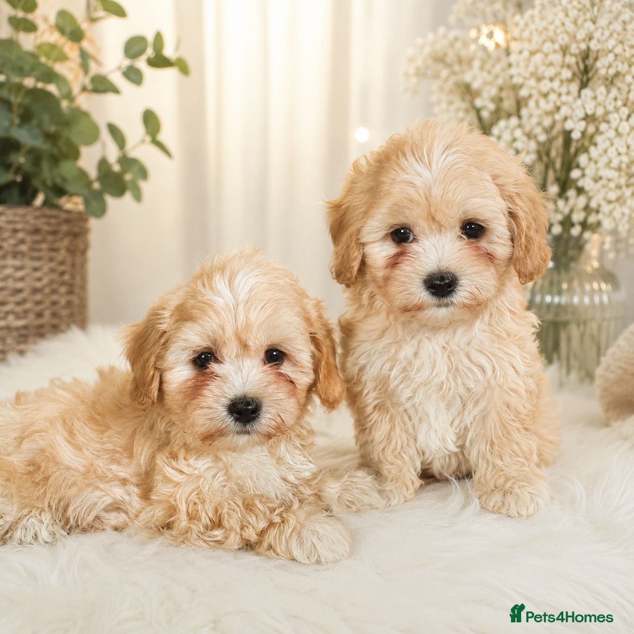 Maltipoo dogs 🐶Amazing Asian Maltipo puppies  - Advert 1