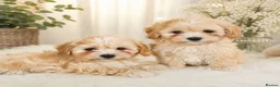 Maltipoo dogs for sale: 🐶Amazing Asian Maltipo puppies  - Advert 2