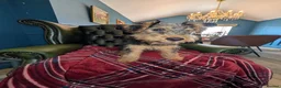 Welsh Terrier dogs for sale: Outstanding Litter of Champion Line Welsh Terriers - Advert 24