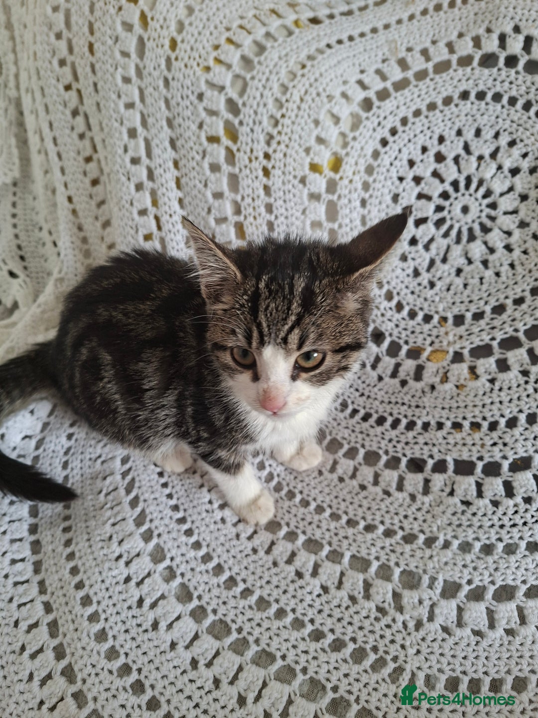 British Shorthair cats for sale: domestic kittens to sale - Image 13