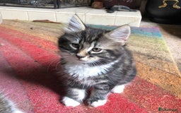 Mixed Breed cats for sale: Rescued feral farm kittens  - Image 13