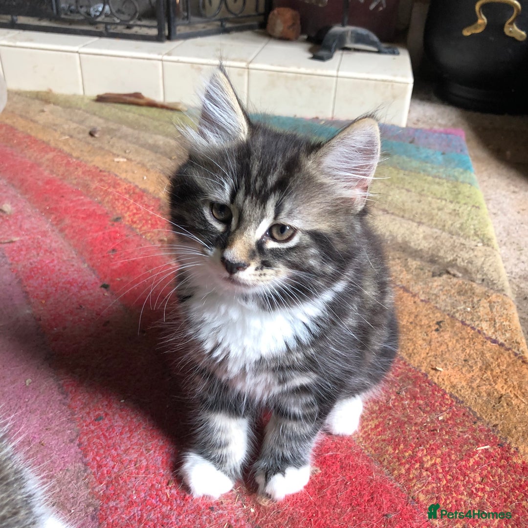Mixed Breed cats for sale: Rescued feral farm kittens  - Image 13