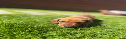 Miniature Dachshund dogs for sale: KC registered Miniature dachshunds red&shaded red - Advert 30