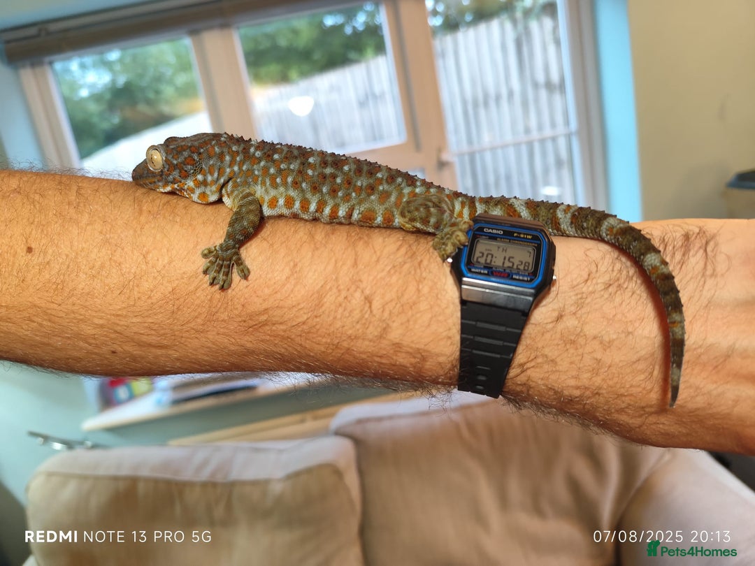 Gecko reptiles for sale: 2 x Female Tokay geckos and individual set ups - Image 2