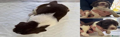 Liver and White English Springer Spaniel Boy