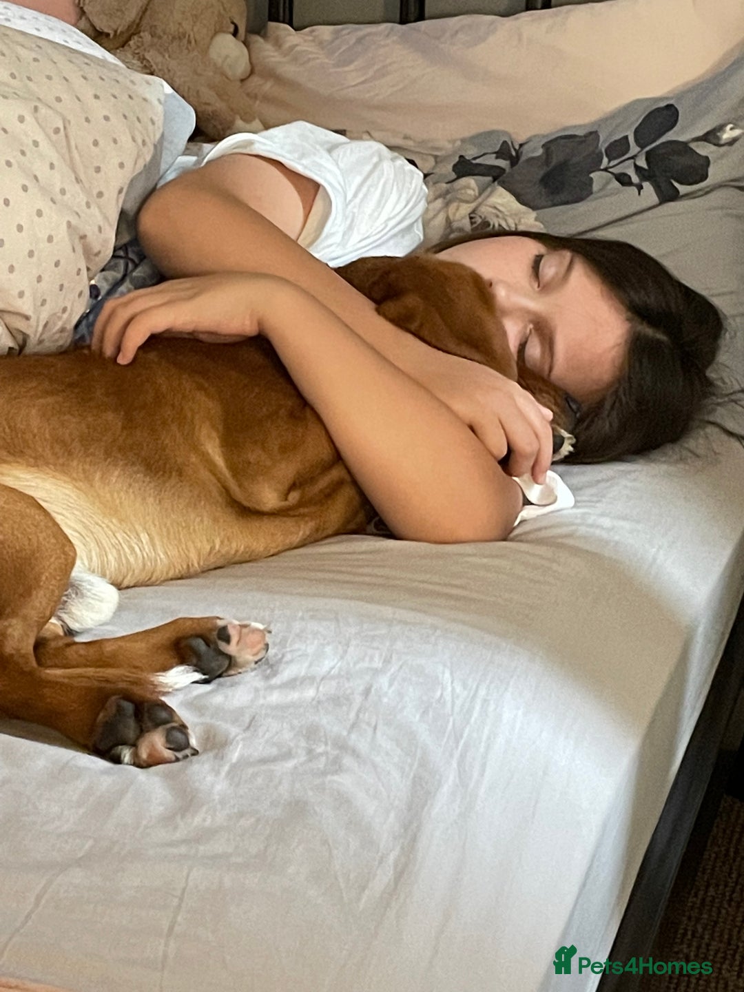 Beaglier dogs for sale: Beaglier needing new home - Image 4