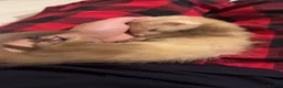 Ferret rodents for sale: 4 month old sandy male  in Cambridge - Advert 3