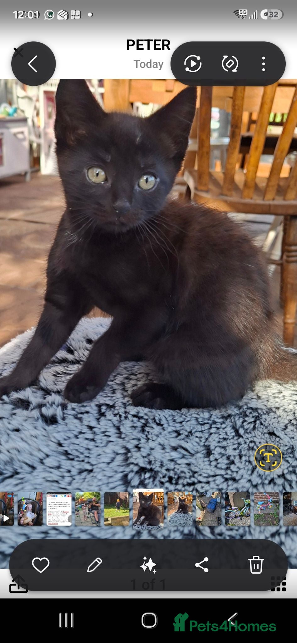 Mixed Breed cats 1 tabby kitten for sale - Advert 2