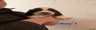 English Springer Spaniel Puppy 1