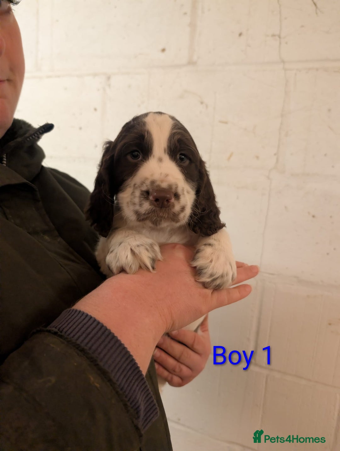 English Springer Spaniel dogs for sale: Beautiful KC Show Line ESS Puppies - Advert 4