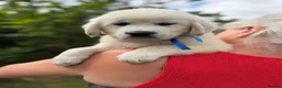Golden Retriever dogs for sale: KC Cream litter from great health tested parents  - Advert 12