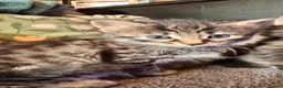 Mixed Breed cats for sale: Stunning kittens 🐈‍⬛ - Advert 20