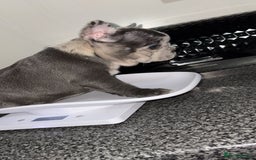 French Bulldog dogs for sale: MerlexIsabella puppy’s  - Image 3