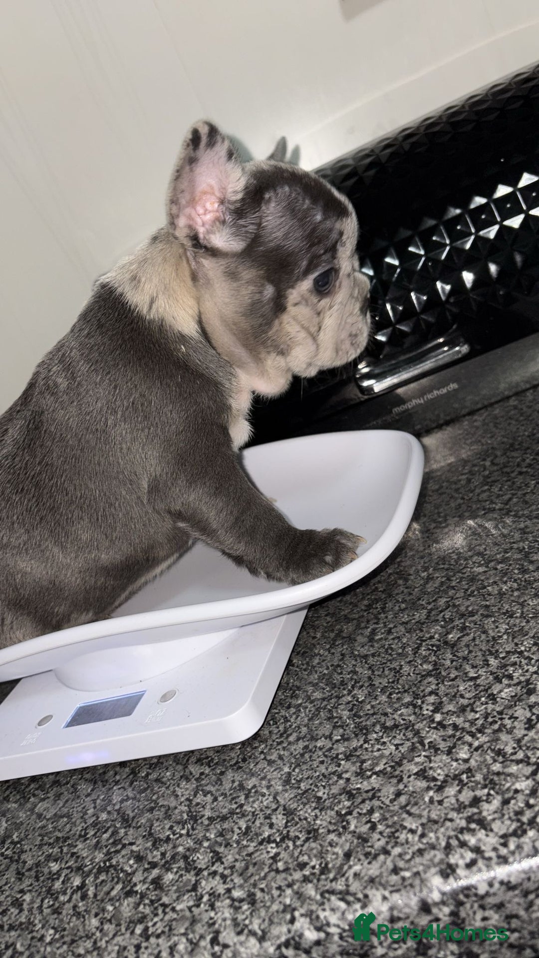 French Bulldog dogs for sale: MerlexIsabella puppy’s  - Image 3