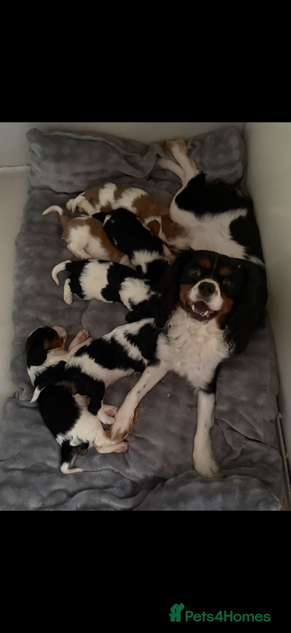 Cavalier King Charles Spaniel dogs 🐶Kc cavalier dna clear puppies 🐶 - Advert 1