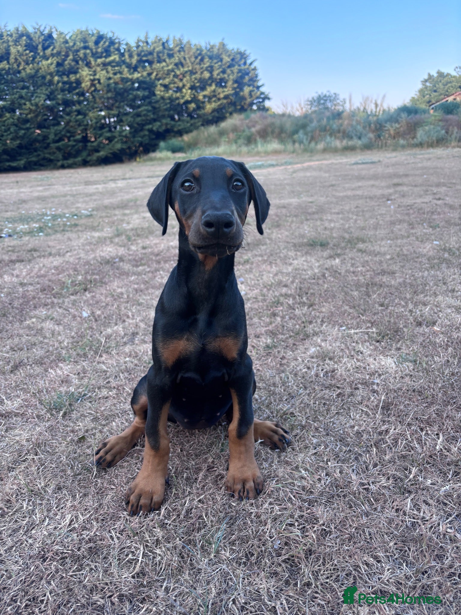 Dobermann dogs *LAST ONE* KC registered Dobermann puppies  - Advert 1