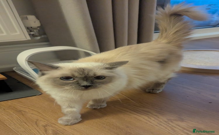 Ragdoll cats - Advert 1