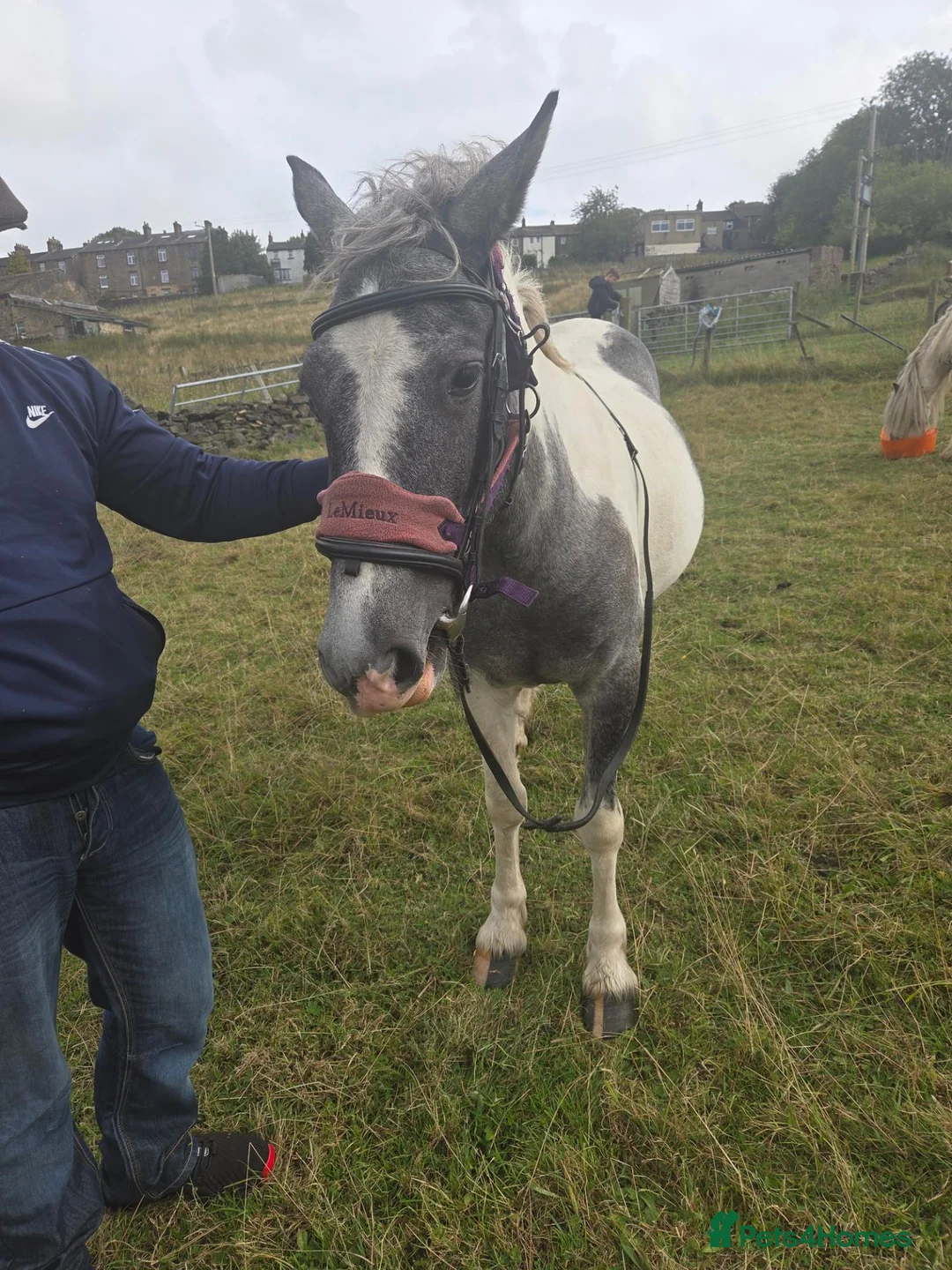Other Breed horses for sale: 2 year old mare  - Advert 5