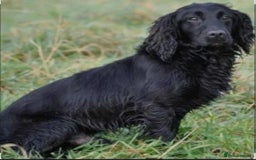 Cocker Spaniel dogs for sale: FTCH MALLOWDALE QUAD x HEATHCROFT KITTY FTCH - Image 8