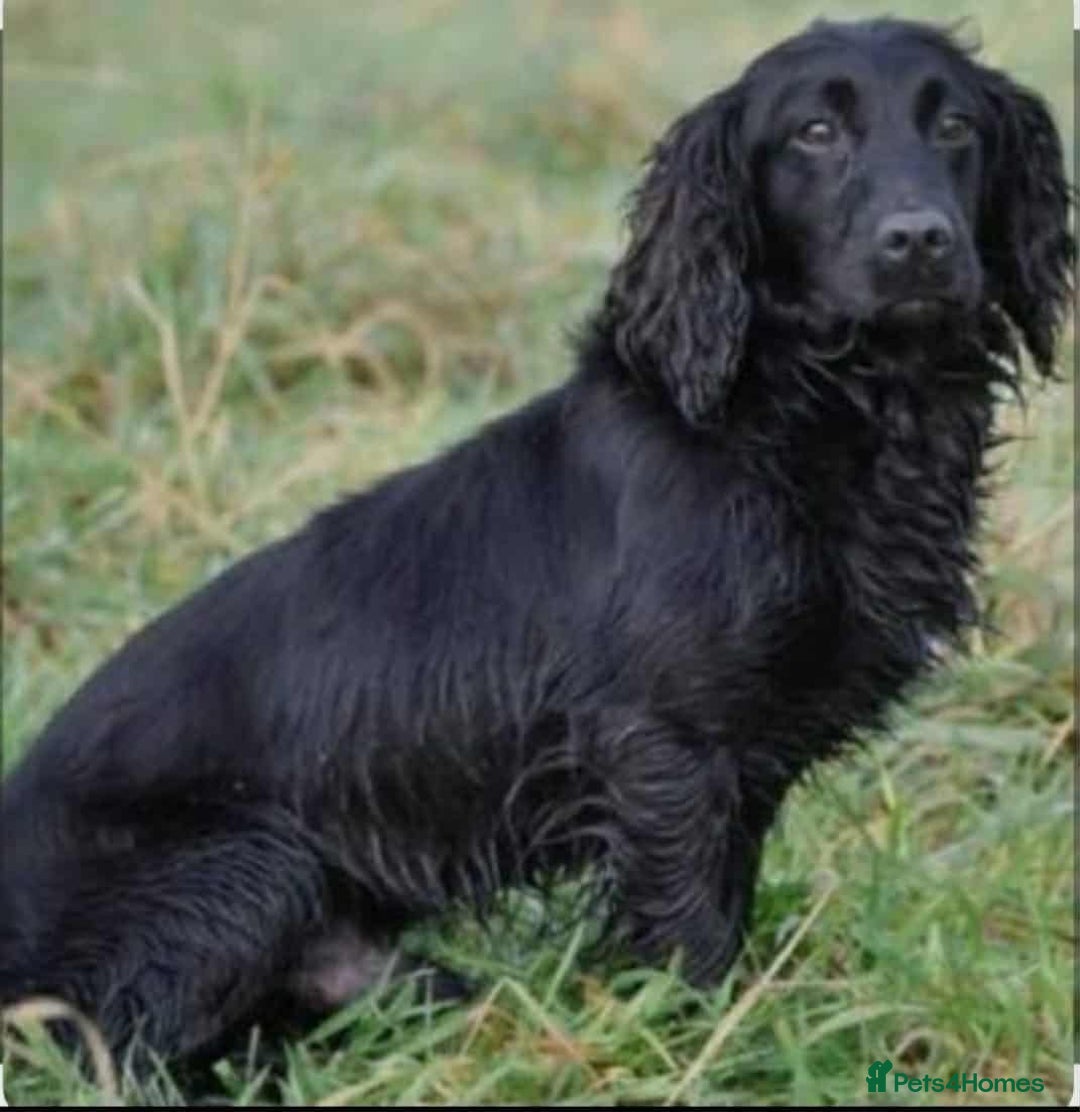Cocker Spaniel dogs for sale: FTCH MALLOWDALE QUAD x HEATHCROFT KITTY FTCH - Image 8