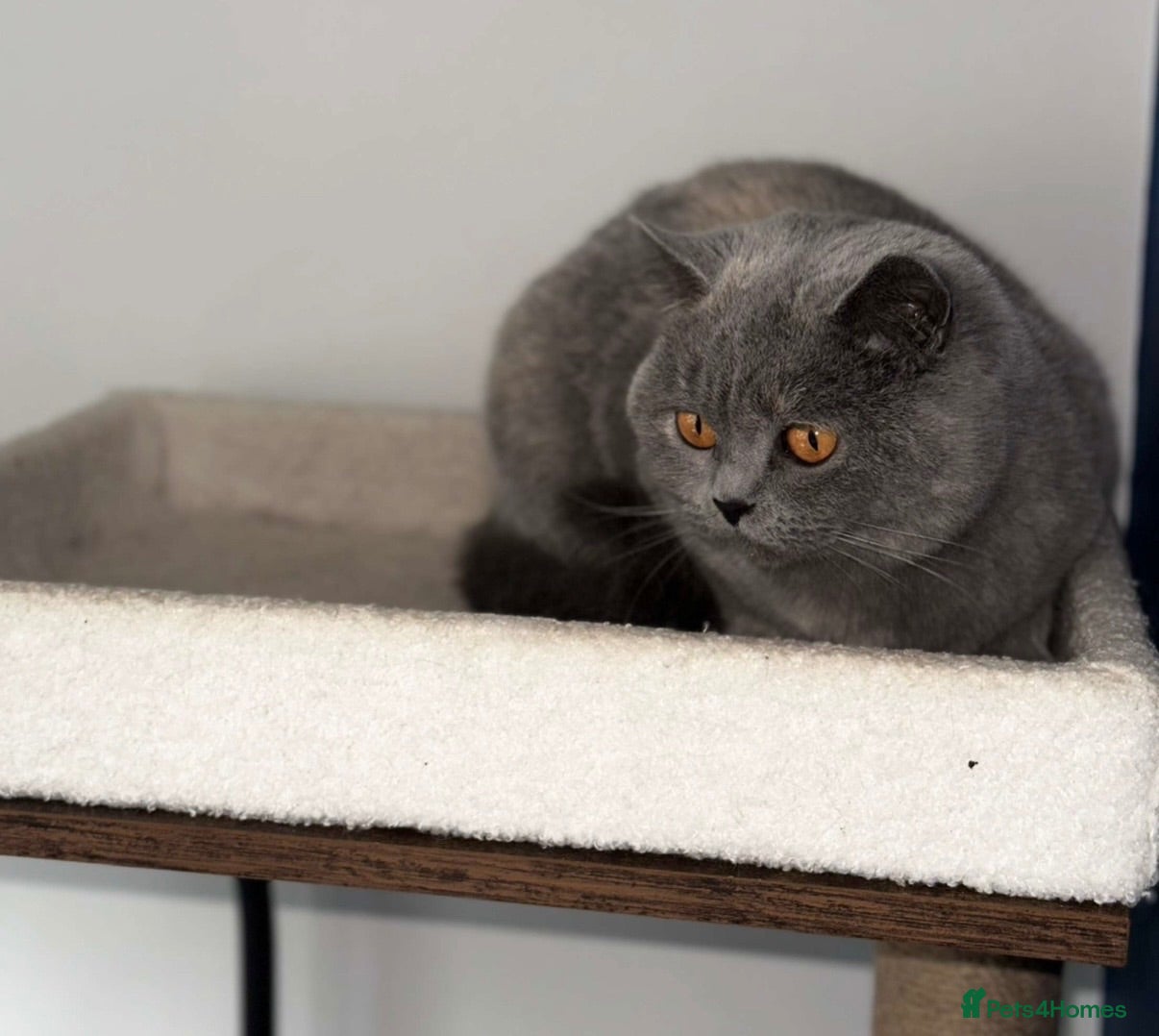 British Shorthair cats Retired GCCF Champion girls  - Advert 1