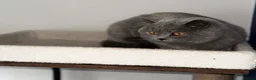 British Shorthair cats for sale: Retired GCCF Champion girls  - Advert 4