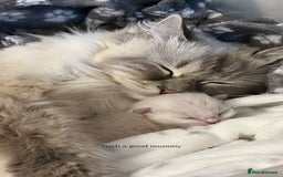Ragdoll cats for sale: pedigree Ragdoll kittens - champion blood lines  - Image 15
