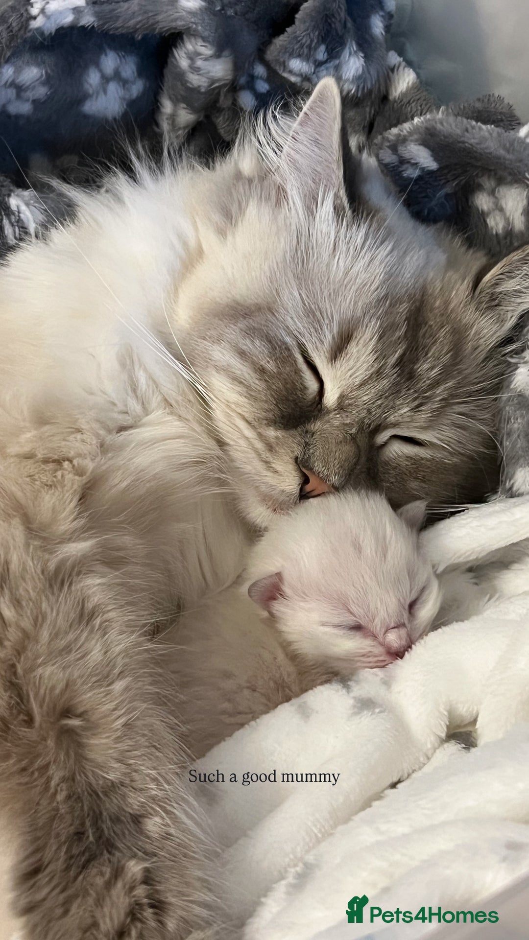 Ragdoll cats for sale: pedigree Ragdoll kittens - champion blood lines  - Image 15